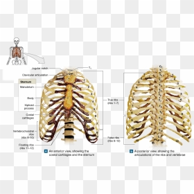 The Thoracic Cage Protects Organs In The Chest And - Manubrium Bone M Bone, HD Png Download - rib cage png