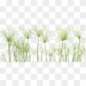 Dandelion Png Image - ภาพ พื้น หลัง สวย ๆ, Transparent Png - dandelions png