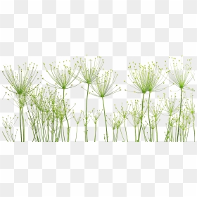 Dandelion Png Image - ภาพ พื้น หลัง สวย ๆ, Transparent Png - dandelions png