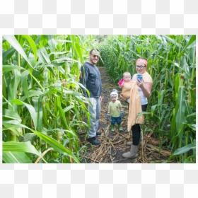 Img - Cash Crop, HD Png Download - corn field png