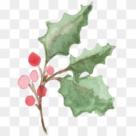 25 Holly Branch - Christmas Day, HD Png Download - holly leaf png
