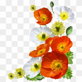 Icelandic Poppy Transparent, HD Png Download - poppies png