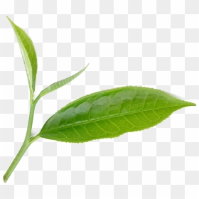 Bay Laurel, HD Png Download - tea leaf png