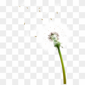 Colored Dandelion Transparent Background - Dandelion Vector, HD Png Download - dandelions png