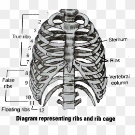 Rib Cage Png, Transparent Png - rib cage png