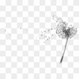 Dandelion Blowing Drawing Transparent - Black And White Drawing Of Dandelion, HD Png Download - dandelions png