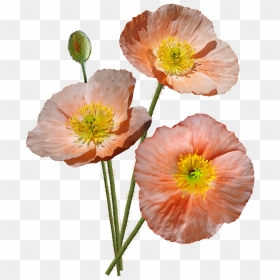 Pink Iceland Poppy Transparent Background, HD Png Download - poppies png