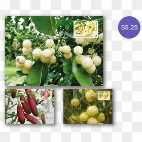 Fruit Tree, HD Png Download - desert bush png