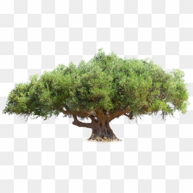 Olive Tree Png, Transparent Png - olive tree png