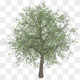 Olive Tree Png 3darcstudio 3d Tree Maker - Portable Network Graphics, Transparent Png - olive tree png