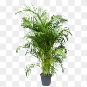 Areca Palm, HD Png Download - desert bush png