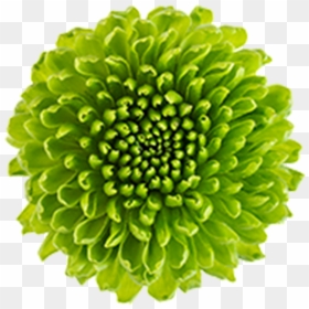 Green Flowers Png - Green Chrysanthemum Png, Transparent Png - green flower png