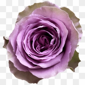 Floribunda, HD Png Download - pink tiara png