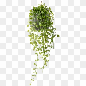 Planta Colgante Artificial, HD Png Download - plantas png