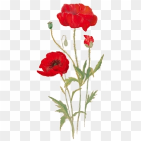 Poppies In The Picture, Bright Backgrounds, Gm-88 - Poppy Flower Drawing Transparent, HD Png Download - poppies png