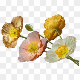 Flor Amapola De Islandia, HD Png Download - poppies png