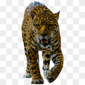Jaguar Walking Png Image - Portable Network Graphics, Transparent Png - spots png