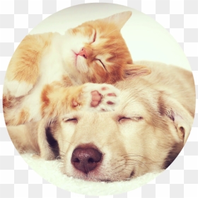 Round Dog And Cat Sleeping - Cat And Dog, HD Png Download - sleeping cat png
