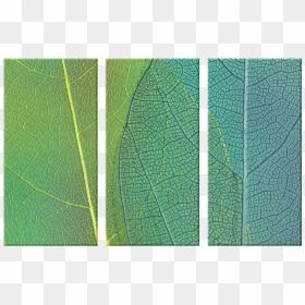 Symmetry, HD Png Download - leaf texture png