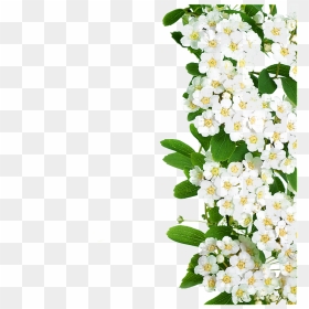 White Flowers Green Leaves Png Download - White Flower With Long Green Leaves, Transparent Png - green flower png