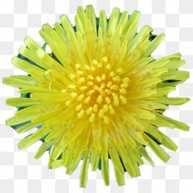 Dandelions Transparent, HD Png Download - dandelions png
