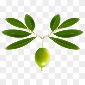 Transparent Olive Tree Png - Olive Png, Png Download - olive tree png