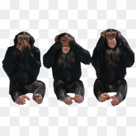 Hear No Evil Png - Hear No Evil See No Evil Png, Transparent Png - hear png
