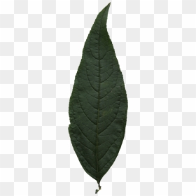 Swamp Birch, HD Png Download - leaf texture png