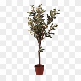 Pl59 - Southern Magnolia, HD Png Download - olive tree png