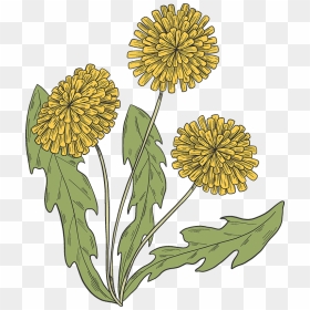 Dandelion Plant Clipart - Field Marigold, HD Png Download - dandelions png