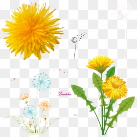 Dandelions - Yellow Dandelion Png Free, Transparent Png - dandelions png
