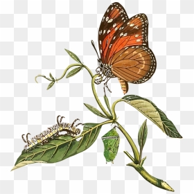Caterpillar To Butterfly Clipart, HD Png Download - animales png