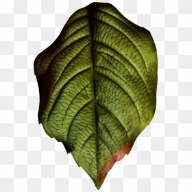 Hand Painted Realistic Texture Leaf Png Transparent - Leaves Png Realistic, Png Download - leaf texture png