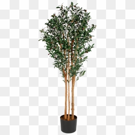 Artificial Olive Tree, HD Png Download - olive tree png