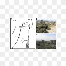 Transparent Olive Tree Png - Outcrop, Png Download - olive tree png