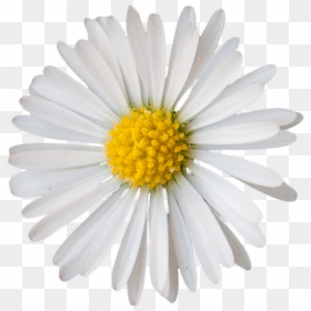 Vegetation Daisie 05 - Daisy Png Small, Transparent Png - flower texture png