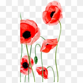 Transparent Remembrance Day Clipart - Iphone Wallpaper Poppy Flower, HD Png Download - poppies png