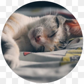 Stock Cat Sleeping - Calico Cat Sleeping, HD Png Download - sleeping cat png