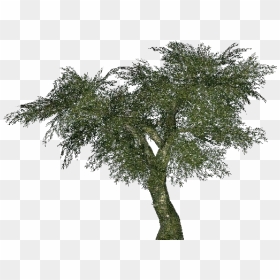 Olive - Albizia Julibrissin Png, Transparent Png - olive tree png