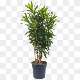 Rubber Plant Tree, HD Png Download - desert bush png