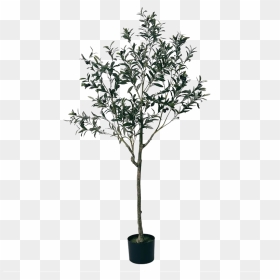 Bonsai, HD Png Download - olive tree png
