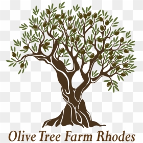 Olive Tree Farm - Olive, HD Png Download - olive tree png