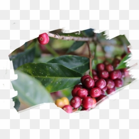 Hands - Hollyleaf Cherry, HD Png Download - holly leaf png