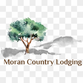 Moran Lodge Logo - Olive Tree Illustration, HD Png Download - olive tree png