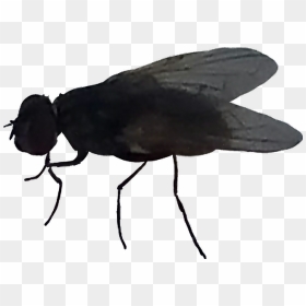 House Fly Clipart , Png Download - Mosca Sticker Whatsapp, Transparent Png - fly clipart png