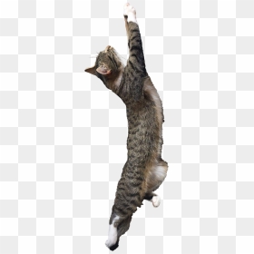 Cat Yawns, HD Png Download - sleeping cat png