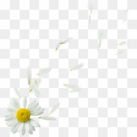 Chamomile Png Transparent Images - Camomile, Png Download - chamomile png