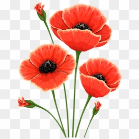 Poppies Watercolor, Png V - Poppy Flower, Transparent Png - poppies png