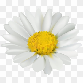 Chamomile Png , Png Download, Transparent Png - chamomile png