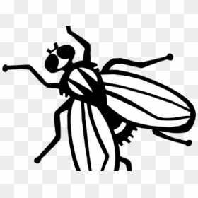 Flies Clipart Lord The Fly - Fly Drawing, HD Png Download - fly clipart png